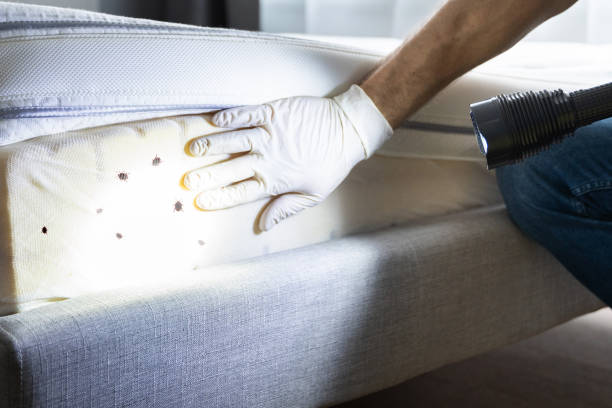 Reliable Elephant Butte, NM Pest Control Solutions