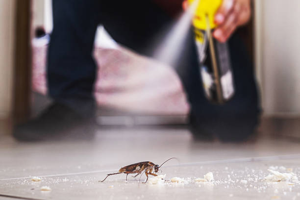 Best Termite Control Services  in Elephant Butte, NM