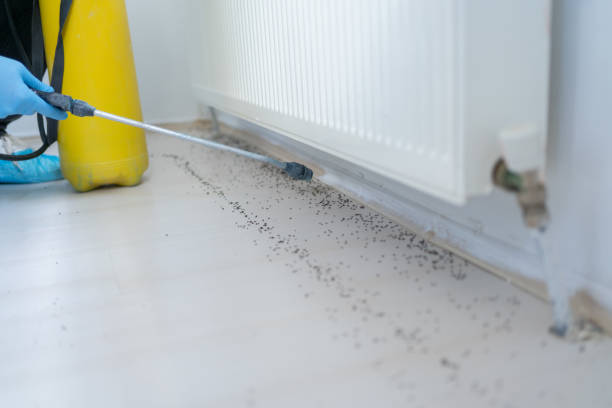 Best Pest Control for Homes  in Elephant Butte, NM