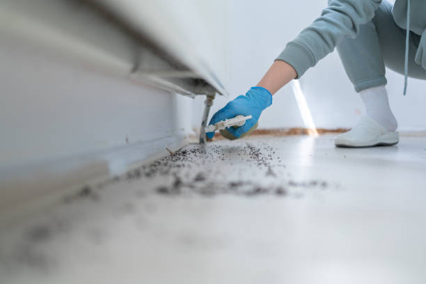 Best Insect Control  in Elephant Butte, NM